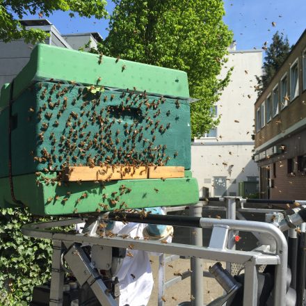 Die Bienen sammeln sich langsam aber sicher um ihre Königin