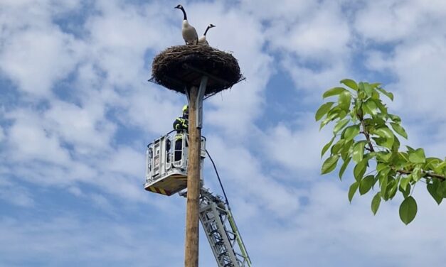 Tierrettung – Unterstützung FF Rellingen